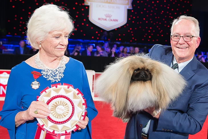AKC National Championship 2019 Winner: Wasabi the Pekingese